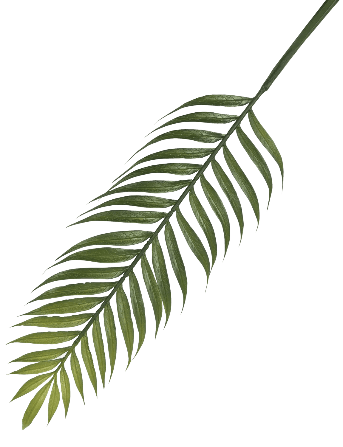 Decorative palm leaf